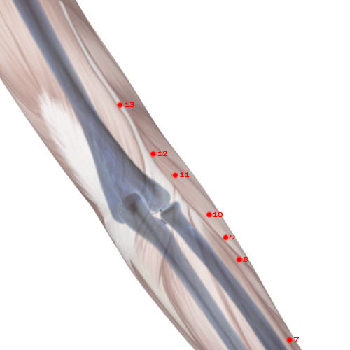 LI11 Acupuncture Point - Large Intestine Meridian Meridian - Pond At The Bend - Skeletal view