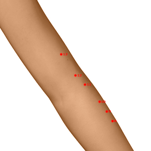 LI12 Acupuncture Point - Large Intestine Meridian Meridian - Elbow Bone Hole - Dermal view