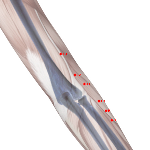 LI12 Acupuncture Point - Large Intestine Meridian Meridian - Elbow Bone Hole - Skeletal view