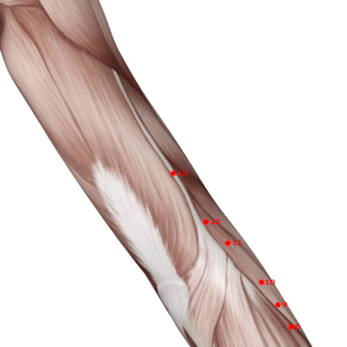 LI13 Acupuncture Point - Large Intestine Meridian Meridian - Arm Five Li - Muscular view