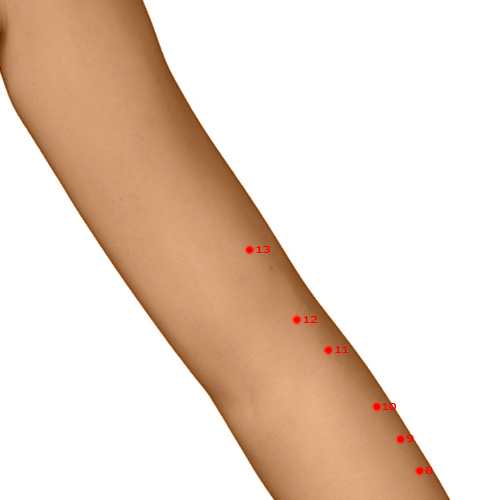 LI13 Acupuncture Point - Large Intestine Meridian Meridian - Arm Five Li - Dermal view