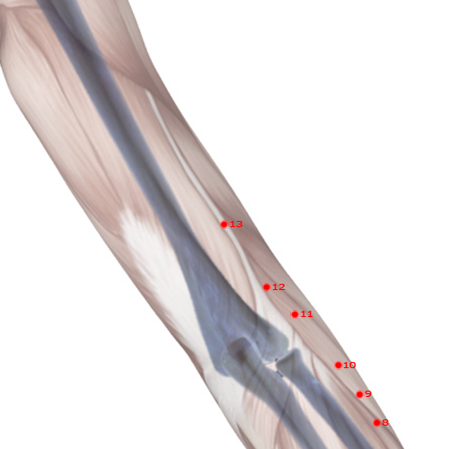 LI13 Acupuncture Point - Large Intestine Meridian Meridian - Arm Five Li - Skeletal view