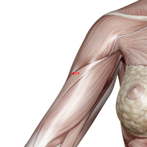 LI14 Acupuncture Point - Large Intestine Meridian Meridian - Upper Arm Prominence - Muscular view