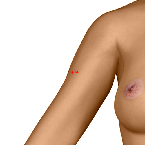 LI14 Acupuncture Point - Large Intestine Meridian Meridian - Upper Arm Prominence - Dermal view