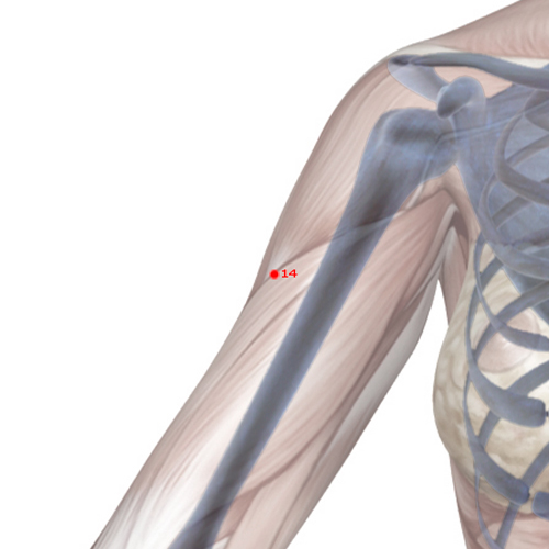LI14 Acupuncture Point - Large Intestine Meridian Meridian - Upper Arm Prominence - Skeletal view