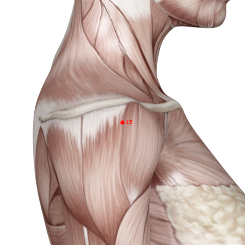 LI15 Acupuncture Point - Large Intestine Meridian Meridian - Shoulder And Clavicle - Muscular view