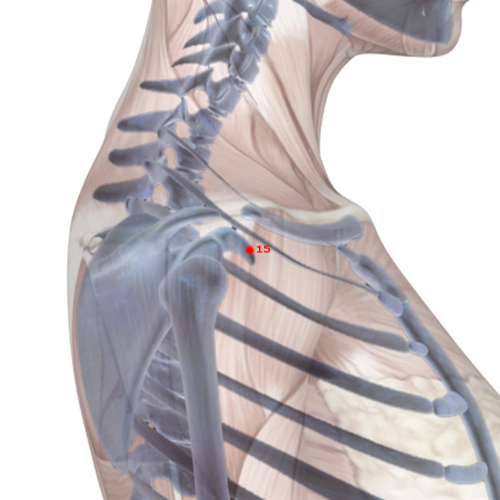 LI15 Acupuncture Point - Large Intestine Meridian Meridian - Shoulder And Clavicle - Skeletal view