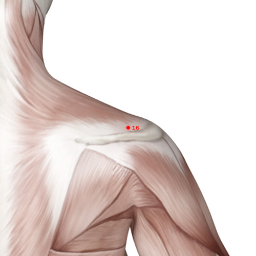 LI16 Acupuncture Point - Large Intestine Meridian Meridian - Great Bone - Muscular view