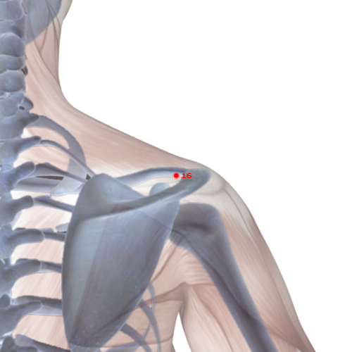 LI16 Acupuncture Point - Large Intestine Meridian Meridian - Great Bone - Skeletal view