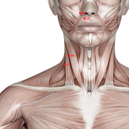 LI17 Acupuncture Point - Large Intestine Meridian Meridian - Celestial Tripod - Muscular view
