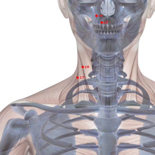LI17 Acupuncture Point - Large Intestine Meridian Meridian - Celestial Tripod - Skeletal view