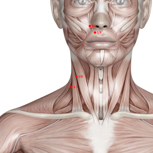 LI18 Acupuncture Point - Large Intestine Meridian Meridian - Beside The Prominence - Muscular view