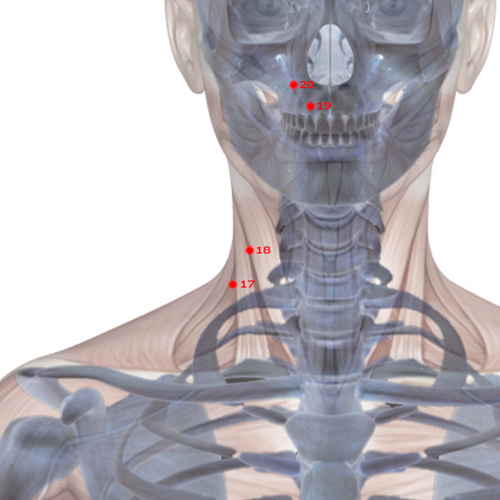 LI18 Acupuncture Point - Large Intestine Meridian Meridian - Beside The Prominence - Skeletal view