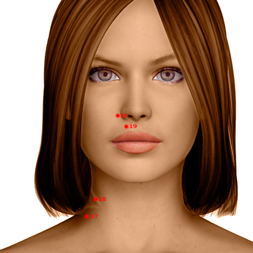 LI19 Acupuncture Point - Large Intestine Meridian Meridian - Grain Bone Hole - Dermal view