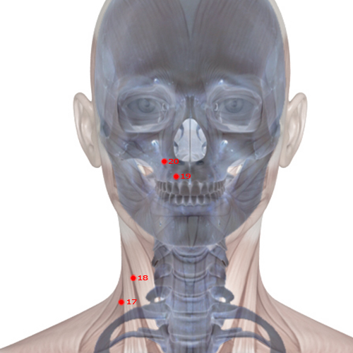 LI19 Acupuncture Point - Large Intestine Meridian Meridian - Grain Bone Hole - Skeletal view