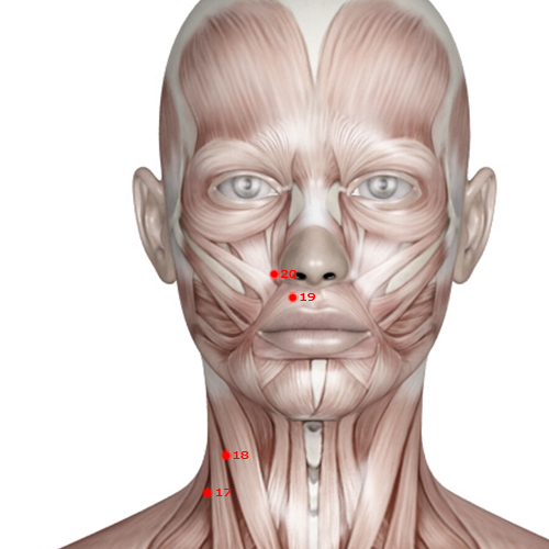 LI20 Acupuncture Point - Large Intestine Meridian Meridian - Receiving Fragrance - Muscular view
