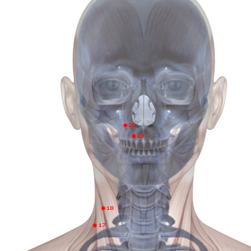 LI20 Acupuncture Point - Large Intestine Meridian Meridian - Receiving Fragrance - Skeletal view