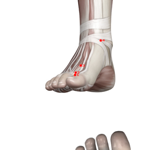 LV01 Acupuncture Point - Liver Meridian Meridian - Big Mound - Muscular view