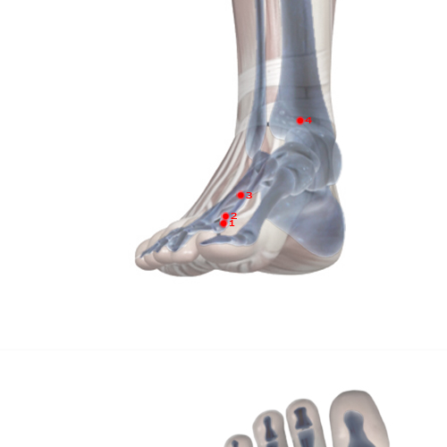 LV01 Acupuncture Point - Liver Meridian Meridian - Big Mound - Skeletal view