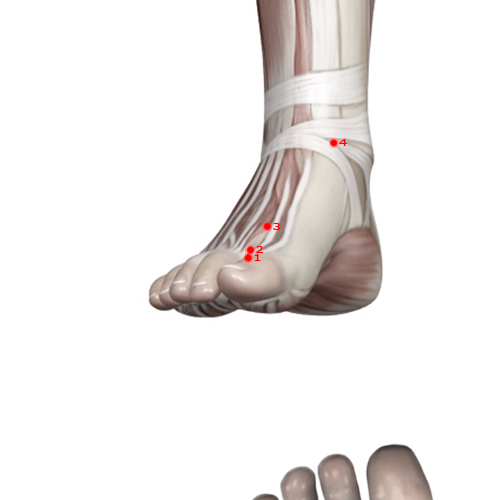 LV02 Acupuncture Point - Liver Meridian Meridian - Passing Between - Muscular view