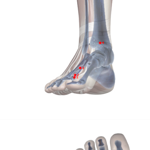 LV02 Acupuncture Point - Liver Meridian Meridian - Passing Between - Skeletal view