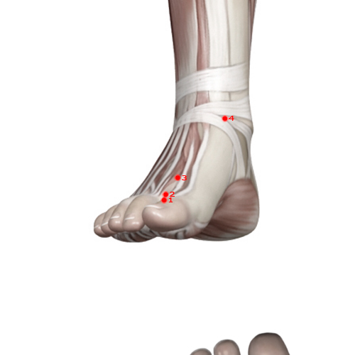 LV03 Acupuncture Point - Liver Meridian Meridian - Great Surge - Muscular view