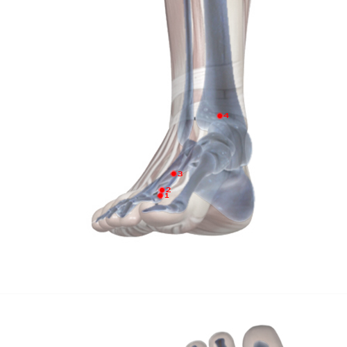LV03 Acupuncture Point - Liver Meridian Meridian - Great Surge - Skeletal view
