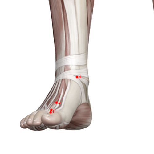 LV04 Acupuncture Point - Liver Meridian Meridian - Mound Centre - Muscular view