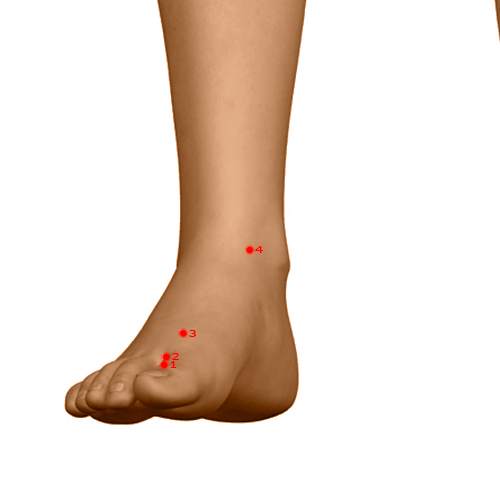 LV04 Acupuncture Point - Liver Meridian Meridian - Mound Centre - Dermal view