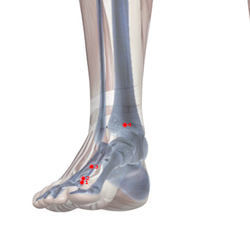 LV04 Acupuncture Point - Liver Meridian Meridian - Mound Centre - Skeletal view