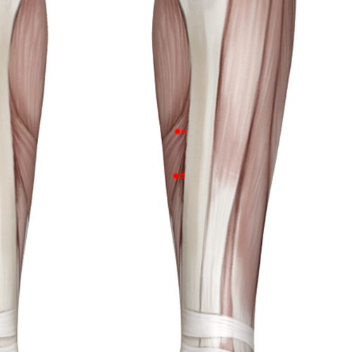 LV05 Acupuncture Point - Liver Meridian Meridian - Woodworm Channel - Muscular view