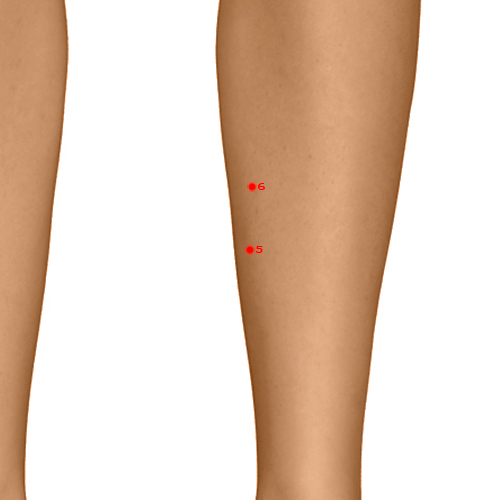 LV05 Acupuncture Point - Liver Meridian Meridian - Woodworm Channel - Dermal view