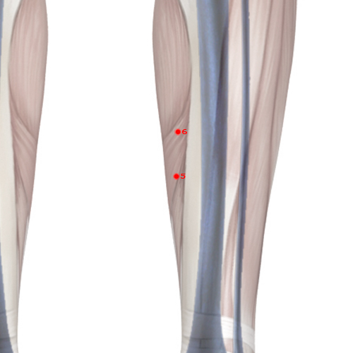 LV05 Acupuncture Point - Liver Meridian Meridian - Woodworm Channel - Skeletal view