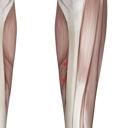 LV06 Acupuncture Point - Liver Meridian Meridian - Central Capital - Muscular view