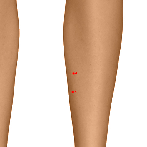 LV06 Acupuncture Point - Liver Meridian Meridian - Central Capital - Dermal view
