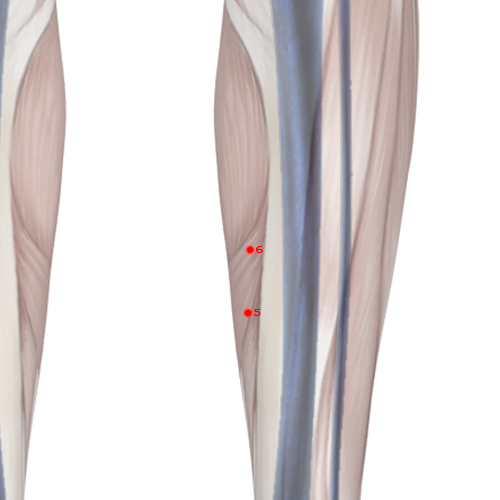 LV06 Acupuncture Point - Liver Meridian Meridian - Central Capital - Skeletal view