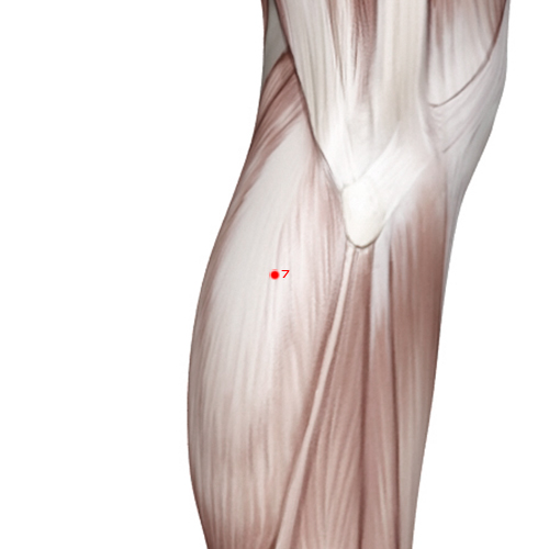 LV07 Acupuncture Point - Liver Meridian Meridian - Knee Joint - Muscular view