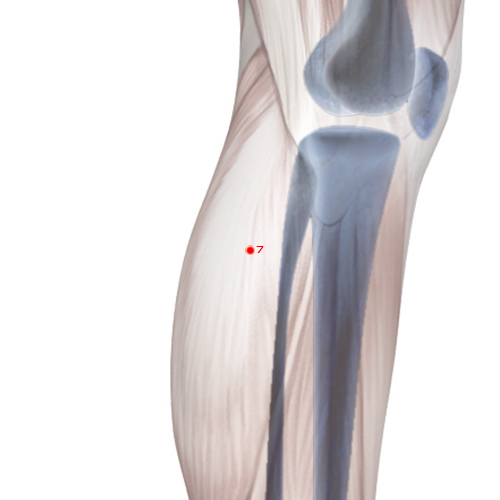 LV07 Acupuncture Point - Liver Meridian Meridian - Knee Joint - Skeletal view