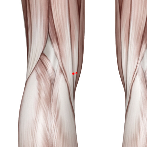 LV08 Acupuncture Point - Liver Meridian Meridian - Spring At The Bend - Muscular view