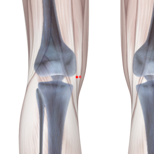 LV08 Acupuncture Point - Liver Meridian Meridian - Spring At The Bend - Skeletal view