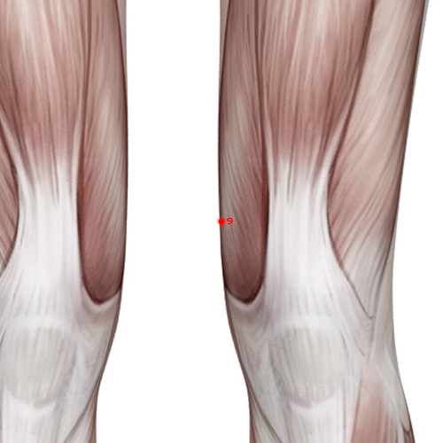 LV09 Acupuncture Point - Liver Meridian Meridian - Yin Wrapping - Muscular view