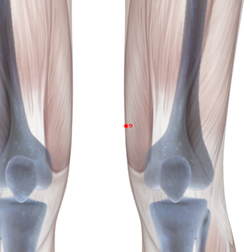 LV09 Acupuncture Point - Liver Meridian Meridian - Yin Wrapping - Skeletal view