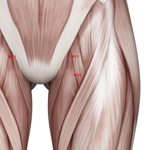LV10 Acupuncture Point - Liver Meridian Meridian - Leg Five Miles - Muscular view