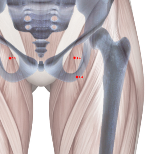 LV10 Acupuncture Point - Liver Meridian Meridian - Leg Five Miles - Skeletal view