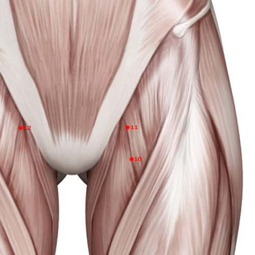 LV11 Acupuncture Point - Liver Meridian Meridian - Yin Corner - Muscular view