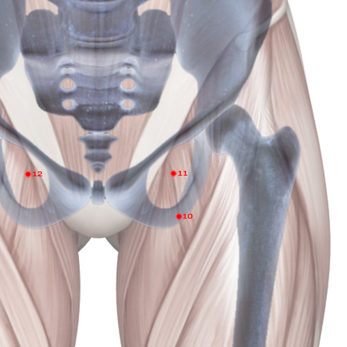 LV11 Acupuncture Point - Liver Meridian Meridian - Yin Corner - Skeletal view