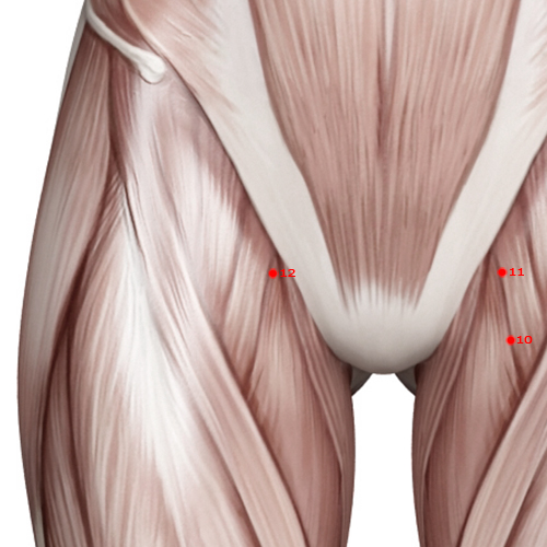 LV12 Acupuncture Point - Liver Meridian Meridian - Urgent Pulse - Muscular view