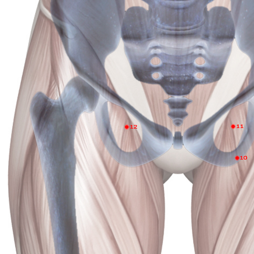 LV12 Acupuncture Point - Liver Meridian Meridian - Urgent Pulse - Skeletal view