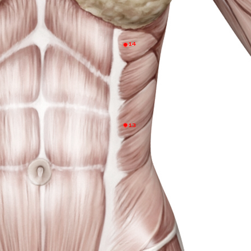 LV13 Acupuncture Point - Liver Meridian Meridian - Bright Gate - Muscular view