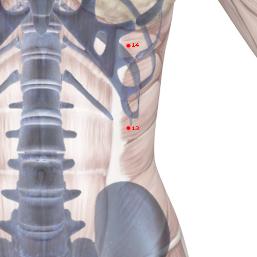 LV13 Acupuncture Point - Liver Meridian Meridian - Bright Gate - Skeletal view